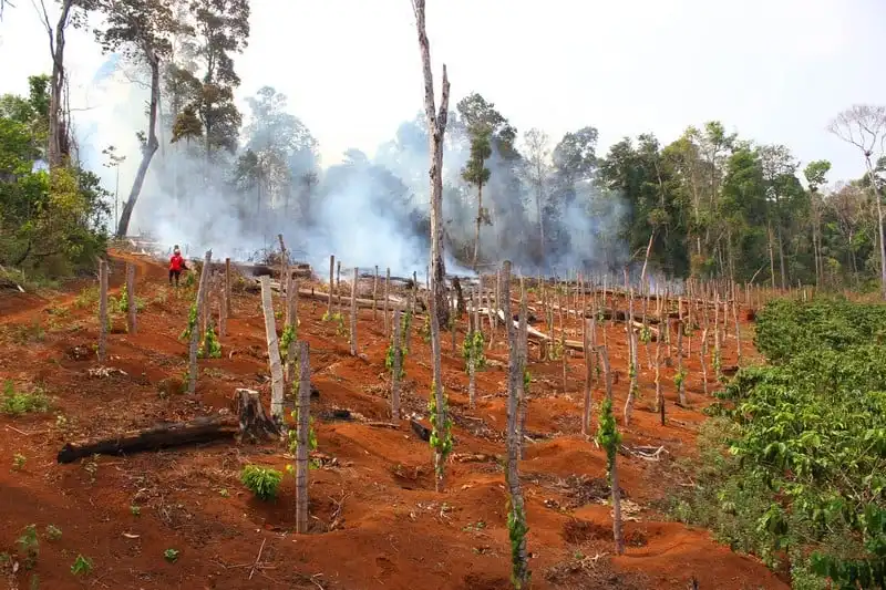 Rừng trong văn hóa Tây Nguyên 8 Tạp chí Wanderlust Tips Rừng trong văn hóa Tây Nguyên