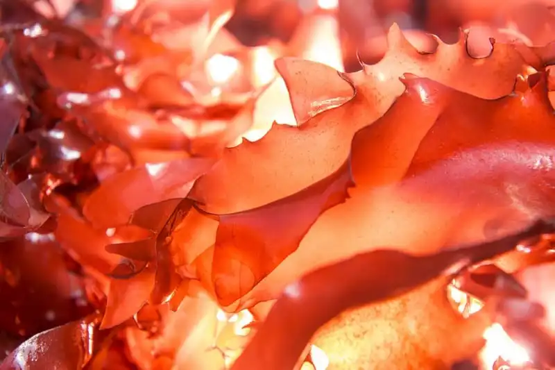Tạp chí Wanderlust Tips Tảo dulse - Biểu trưng của ẩm thực Ireland