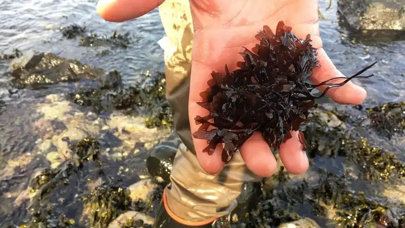 Tảo dulse - Biểu trưng ẩm thực Ireland 6 Tạp chí Wanderlust Tips Tảo dulse - Biểu trưng của ẩm thực Ireland