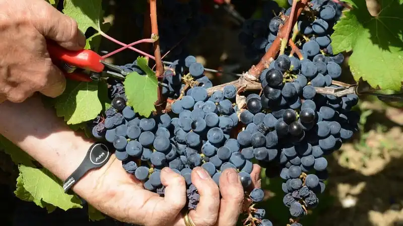 Tạp chí Wanderlust Tips Thăm Bordeaux: thiên đường của rượu vang