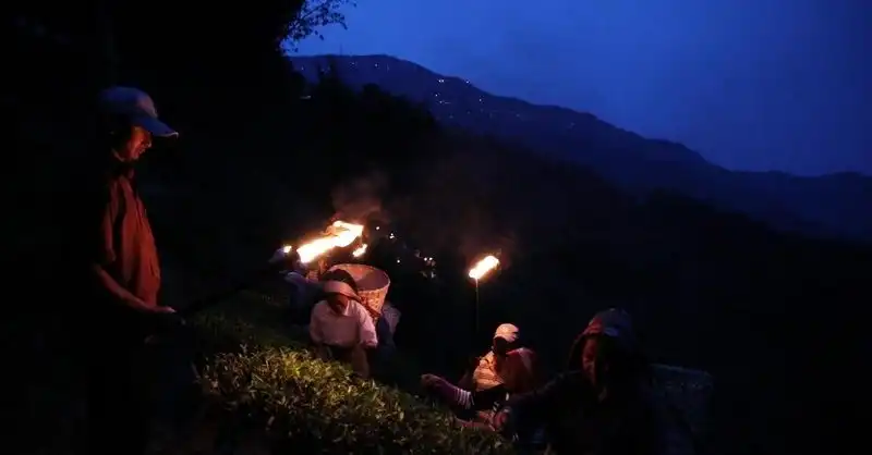 Thứ trà quý đến từ đêm trăng rằm Himalaya 6 Tạp chí Wanderlust Tips Thứ trà quý đến từ đêm trăng rằm Himalaya