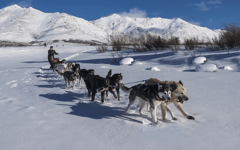Tạp chí Wanderlust Tips Trải nghiệm ngồi xe chó kéo ở Bắc Cực