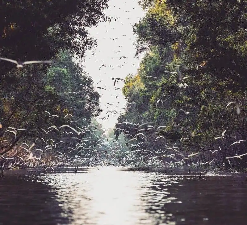 Tràm Chim quyến rũ mùa nước nổi 7 Tạp chí Wanderlust Tips Tràm Chim quyến rũ mùa nước nổi