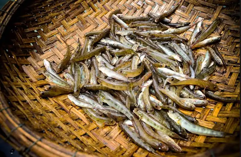 Tạp chí Wanderlust Tips Về Huế thưởng thức cá bống thệ tiến Vua