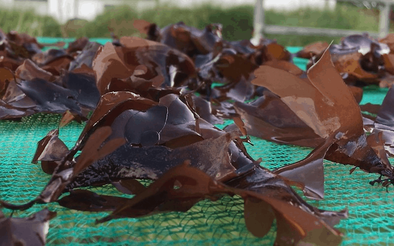 Tảo dulse - Biểu trưng ẩm thực Ireland 5 Tạp chí Wanderlust Tips Tảo dulse - Biểu trưng của ẩm thực Ireland
