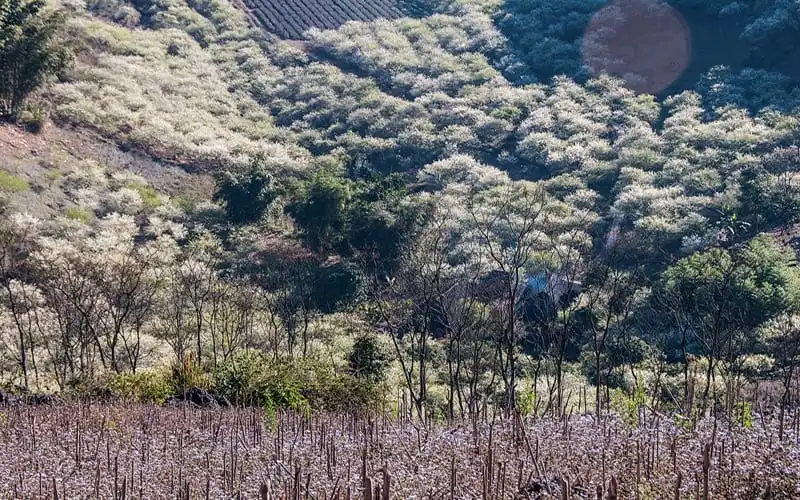 Cao nguyên Bắc Hà vương vấn bước chân người lữ khách 6 Tạp chí Du lịch Wanderlust Tips | Cao nguyên Bắc Hà vương vấn bước chân người lữ khách