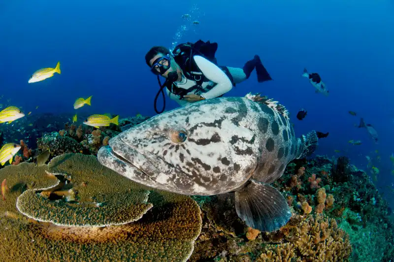 Vẻ đẹp kỳ diệu của tạo hóa ở rạn san hô Great Barrier, Úc 9 Tạp chí Du lịch Wanderlust Tips Chiêm ngưỡng vẻ đẹp kỳ diệu của tạo hóa ở rạn san hô Great Barrier, Úc