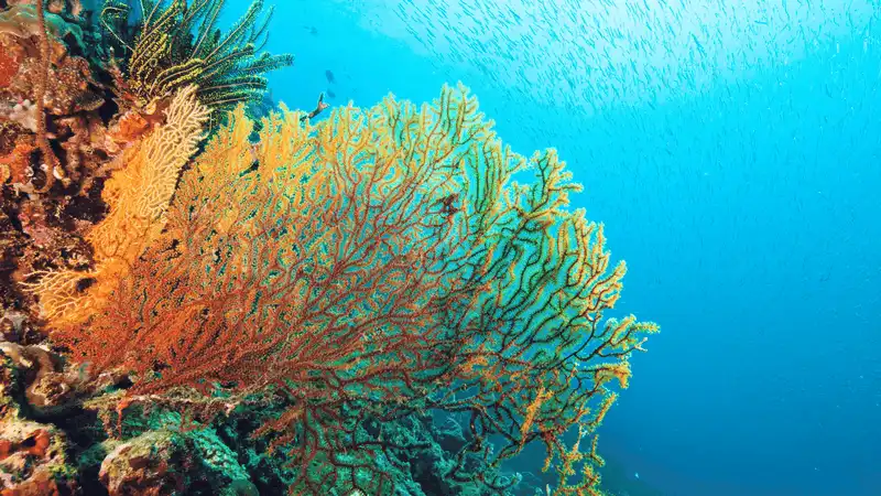 Tạp chí Du lịch Wanderlust Tips Chiêm ngưỡng vẻ đẹp kỳ diệu của tạo hóa ở rạn san hô Great Barrier, Úc