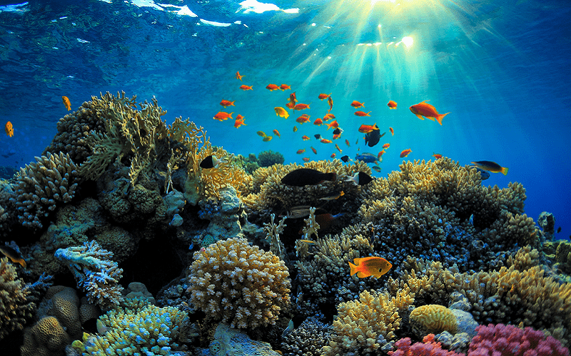 Tạp chí Du lịch Wanderlust Tips Chiêm ngưỡng vẻ đẹp kỳ diệu của tạo hóa ở rạn san hô Great Barrier, Úc