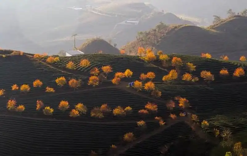 Mê mẩn đồi chè Ô Long đẹp như tranh vẽ 6 Tạp chí Du lịch Wanderlust Tips | Mê mẩn đồi chè Ô Long đẹp như tranh vẽ