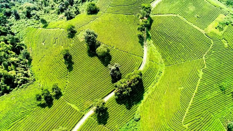 Mê mẩn đồi chè Ô Long đẹp như tranh vẽ 8 Tạp chí Du lịch Wanderlust Tips | Mê mẩn đồi chè Ô Long đẹp như tranh vẽ