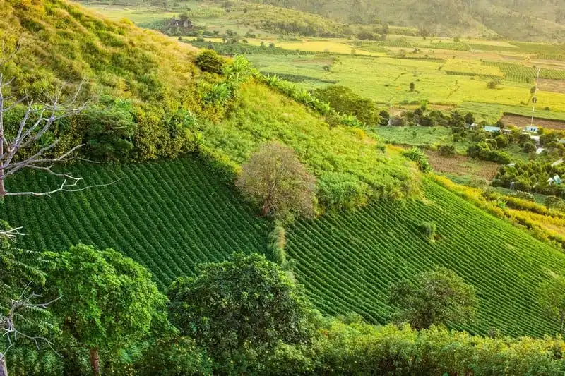 Mê mẩn những đồi chè đẹp bình yên ở Việt Nam 9 Tạp chí Du lịch Wanderlust Tips | Mê mẩn những đồi chè đẹp bình yên ở Việt Nam