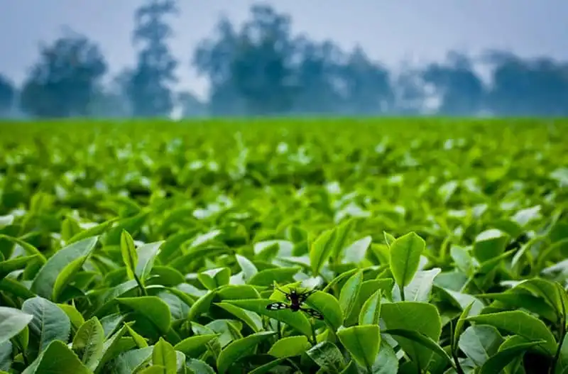 Mê mẩn những đồi chè đẹp bình yên ở Việt Nam 13 Tạp chí Du lịch Wanderlust Tips | Mê mẩn những đồi chè đẹp bình yên ở Việt Nam