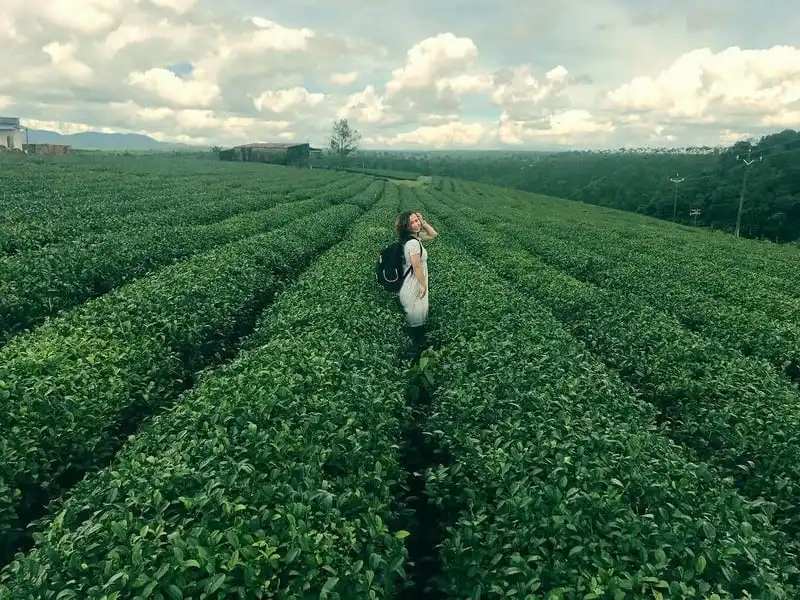 Mê mẩn những đồi chè đẹp bình yên ở Việt Nam 6 Tạp chí Du lịch Wanderlust Tips | Mê mẩn những đồi chè đẹp bình yên ở Việt Nam