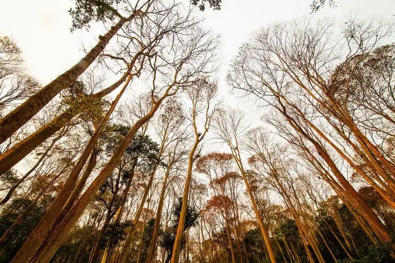 Rừng săng lẻ đẹp bình yên giữa đại ngàn xứ Nghệ 8 Tạp chí Du lịch Wanderlust Tips | Rừng săng lẻ đẹp bình yên giữa đại ngàn xứ Nghệ