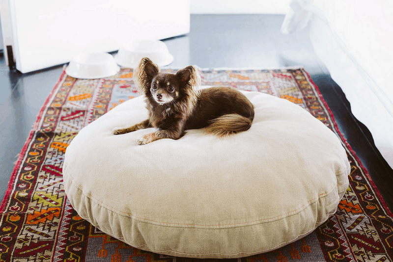 Tạp chí Du lịch Wanderlust Tips 7 khách sạn thân thiện với cún cưng tại Mỹ