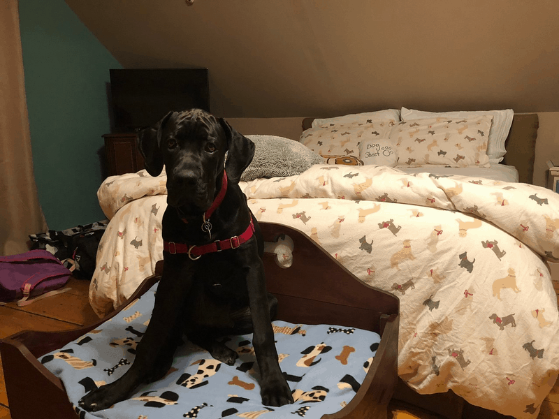 Tạp chí Du lịch Wanderlust Tips 7 khách sạn thân thiện với cún cưng tại Mỹ