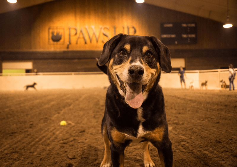 Tạp chí Du lịch Wanderlust Tips 7 khách sạn thân thiện với cún cưng tại Mỹ