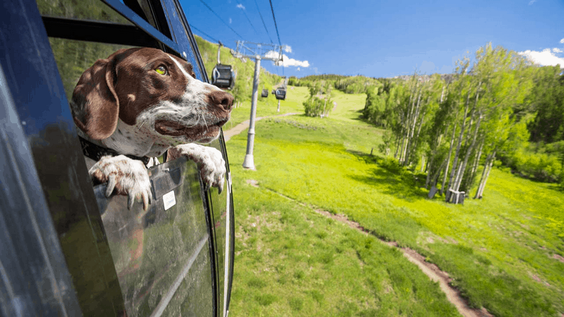 Tạp chí Du lịch Wanderlust Tips 7 khách sạn thân thiện với cún cưng tại Mỹ