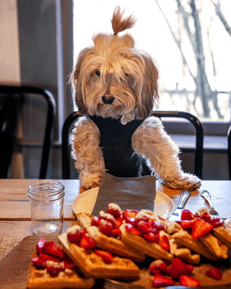 Tạp chí Du lịch Wanderlust Tips 7 khách sạn thân thiện với cún cưng tại Mỹ