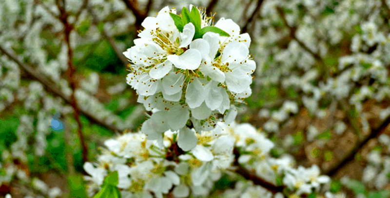 Tạp chí Du lịch Wanderlust Tips Ấn tượng khó phai về mùa hoa mận trắng ở Phiêng Cành