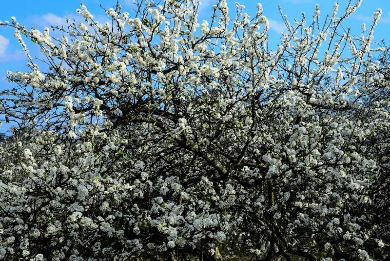 Tạp chí Du lịch Wanderlust Tips Ấn tượng khó phai về mùa hoa mận trắng ở Phiêng Cành