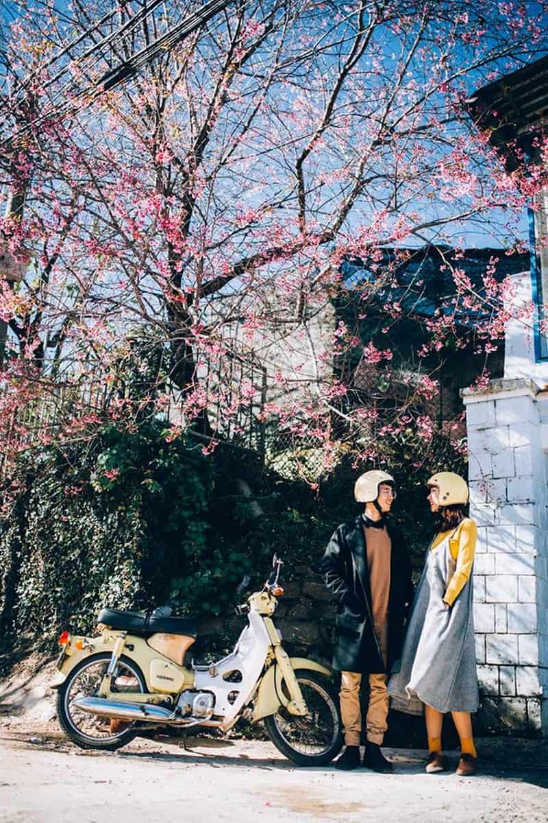 Tạp chí Du lịch Wanderlust Tips | Có một Đà Lạt mùa hoa mai anh đào đẹp mộng mơ