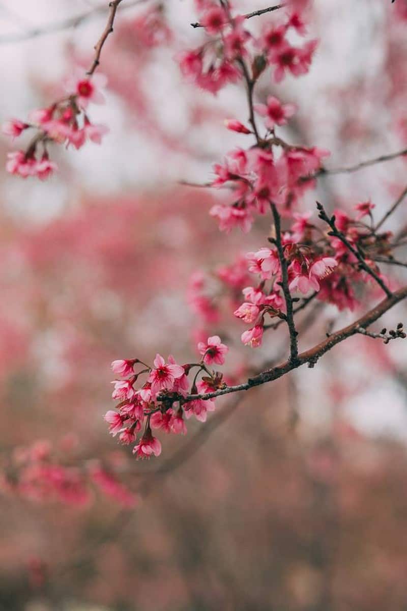 Tạp chí Du lịch Wanderlust Tips | Có một Đà Lạt mùa hoa mai anh đào đẹp mộng mơ