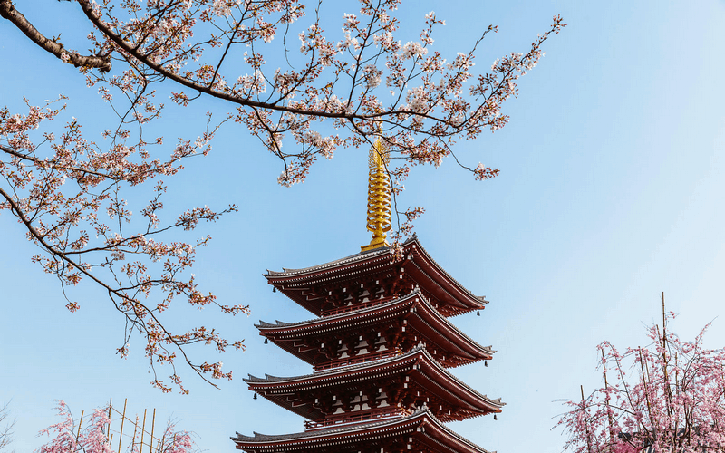 Tạp chí Du lịch Wanderlust Tips Những điều cần biết khi ngắm hoa anh đào ở Nhật Bản