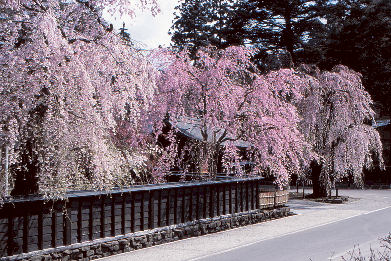 Tạp chí Du lịch Wanderlust Tips Những điều cần biết khi ngắm hoa anh đào ở Nhật Bản