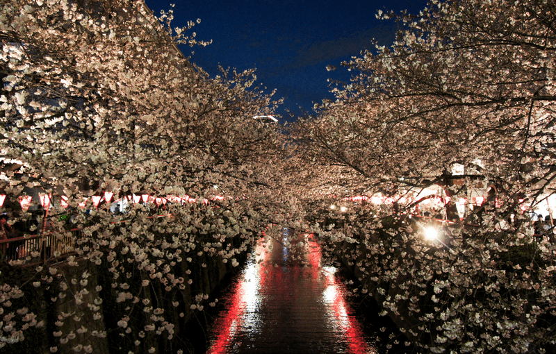 Tạp chí Du lịch Wanderlust Tips Những điều cần biết khi ngắm hoa anh đào ở Nhật Bản