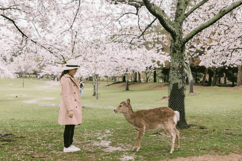 Tạp chí Du lịch Wanderlust Tips Những điều cần biết khi ngắm hoa anh đào ở Nhật Bản