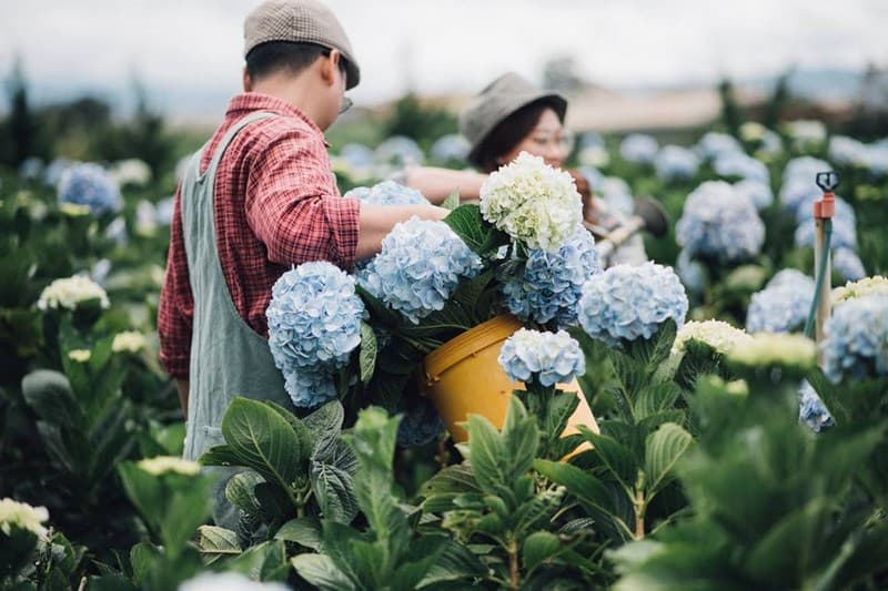 Những mùa hoa ở Đà Lạt khiến lòng người mê đắm 10 Tạp chí Du lịch Wanderlust Tips |Những mùa hoa ở Đà Lạt khiến lòng người mê đắm