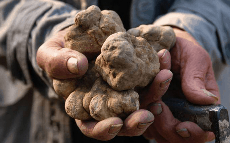 Tour săn nấm cục truffle độc đáo thu hút khách du lịch ở Italy 5 Tạp chí Du lịch Wanderlust Tips Tour săn nấm cục độc đáo thu hút khách du lịch ở Italy