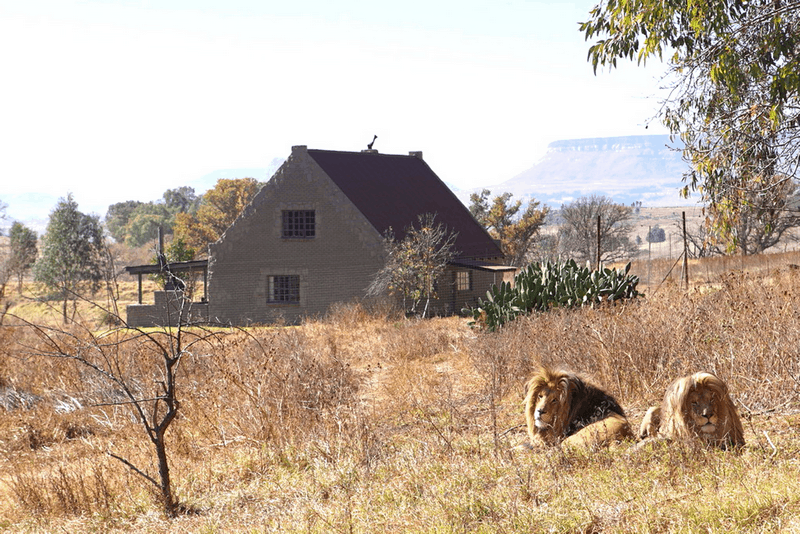 Tạp chí Du lịch Wanderlust Tips Trải nghiệm độc đáo: Ngủ chung với 77 chú sư tử tại Lion House