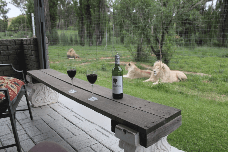 Tạp chí Du lịch Wanderlust Tips Trải nghiệm độc đáo: Ngủ chung với 77 chú sư tử tại Lion House