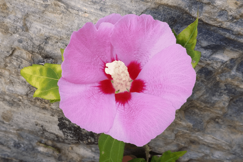 Vẻ đẹp thuần khiết của quốc hoa Mugung Hàn Quốc 6 Tạp chí Du lịch Wanderlust Tips Vẻ đẹp thuần khiết của quốc hoa Mugung Hàn Quốc