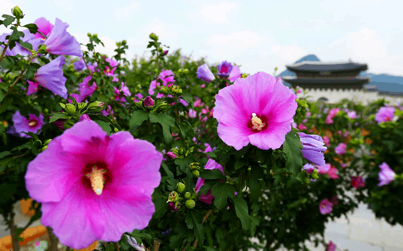 Tạp chí Du lịch Wanderlust Tips Vẻ đẹp thuần khiết của quốc hoa Mugung Hàn Quốc