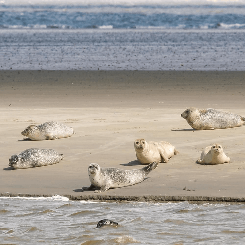 Wadden: Vùng biển "báu vật" của Hà Lan 6 Tạp chí Du lịch Wanderlust Tips Wadden: Vùng biển "báu vật" của Hà Lan