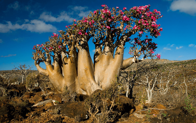 Đến với Yemen huyền bí của Trung Đông 5 Tạp chí Du lịch Wanderlust Tips Đến với Yemen huyền bí của Trung Đông