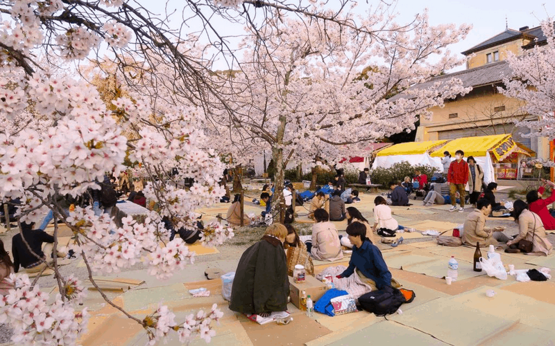 Những điều cần biết khi ngắm hoa anh đào ở Nhật Bản