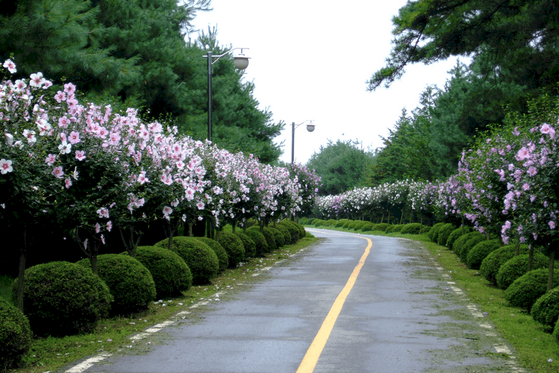 Tạp chí Du lịch Wanderlust Tips Vẻ đẹp thuần khiết của quốc hoa Mugung Hàn Quốc