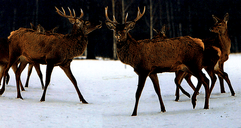 Cẩm nang hoàn hảo cho chuyến du lịch Belarus 19 Tạp chí Du lịch Wanderlust Tips Cẩm nang hoàn hảo cho chuyến du lịch Belarus