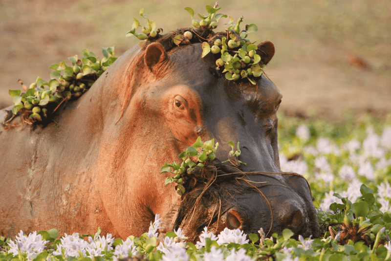 Tạp chí Du lịch Wanderlust Tips Bỏ túi kinh nghiệm du lịch Zimbabwe