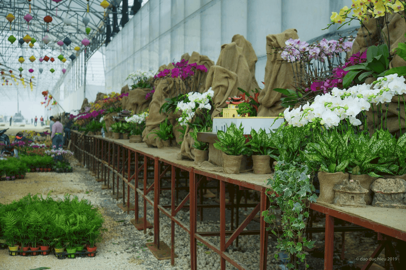 Tạp chí Du lịch Wanderlust Tips Đón xuân mới rạng rỡ tại Lễ hội hoa Xuân Bái Đính 2019