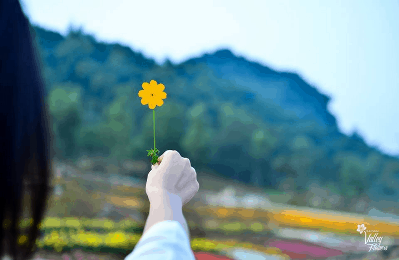 Tạp chí Du lịch Wanderlust Tips Đón xuân mới rạng rỡ tại Lễ hội hoa Xuân Bái Đính 2019