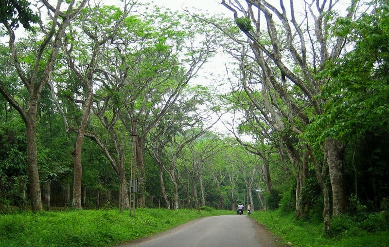 Tạp chí Du lịch Wanderlust Tips | Lạc lối ở vườn Quốc gia Cúc Phương