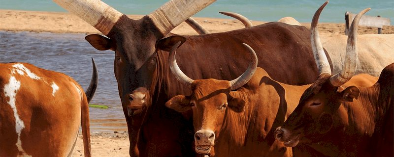 Những cụm từ Kirundi tuyệt đẹp khiến bạn phải lòng Burundi 7 Tạp chí Du lịch Wanderlust Tips Những cụm từ Kirundi tuyệt đẹp khiến bạn phải lòng Burundi