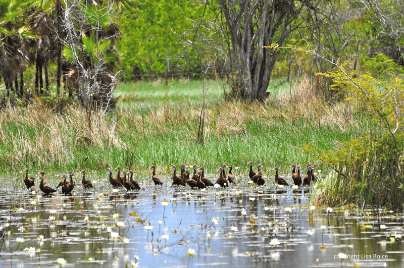 Những điều cần biết trước khi đi du lịch Belize 18 Tạp chí Du lịch Wanderlust Tips Những điều cần biết trước khi đi du lịch Belize