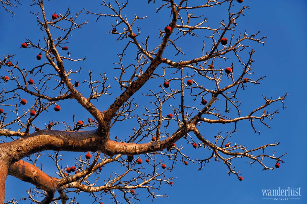 Tạp chí Du lịch Wanderlust Tips Chạm tới giấc mơ Bao Báp - điểm đến